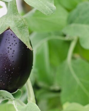 aubergine