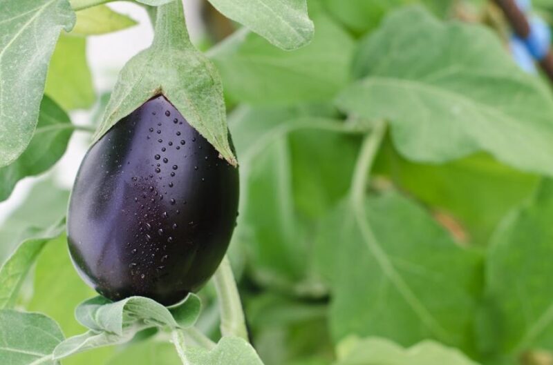 aubergine