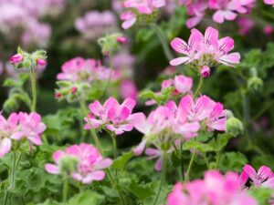 pelargonium