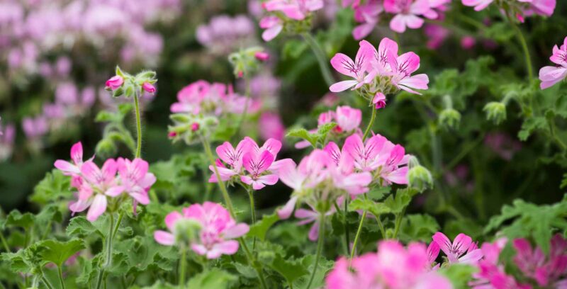 pelargonium