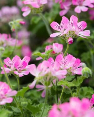 pelargonium