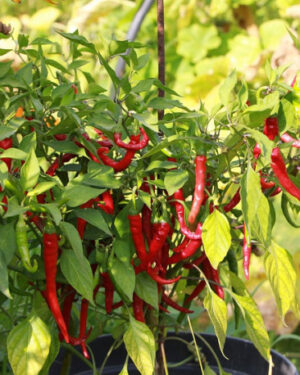 piment de cayenne