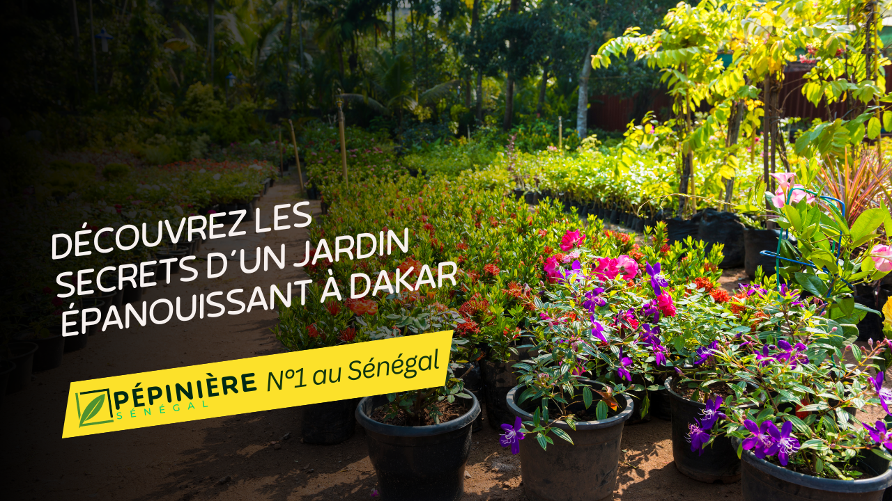 Découvrez les Secrets d'un Jardin Épanouissant à Dakar