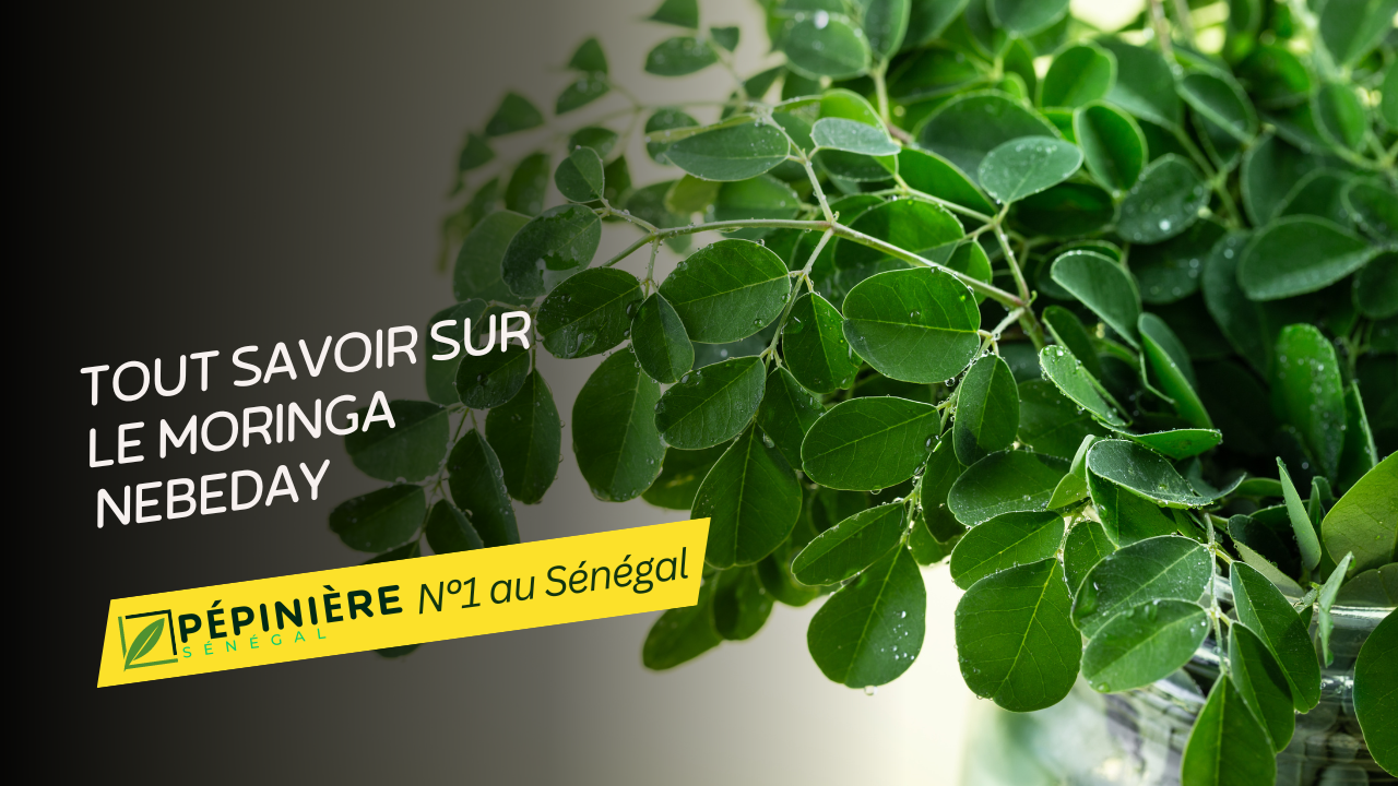 Tout Savoir sur le Moringa Nebeday : Un Arbre aux Multiples Vertus