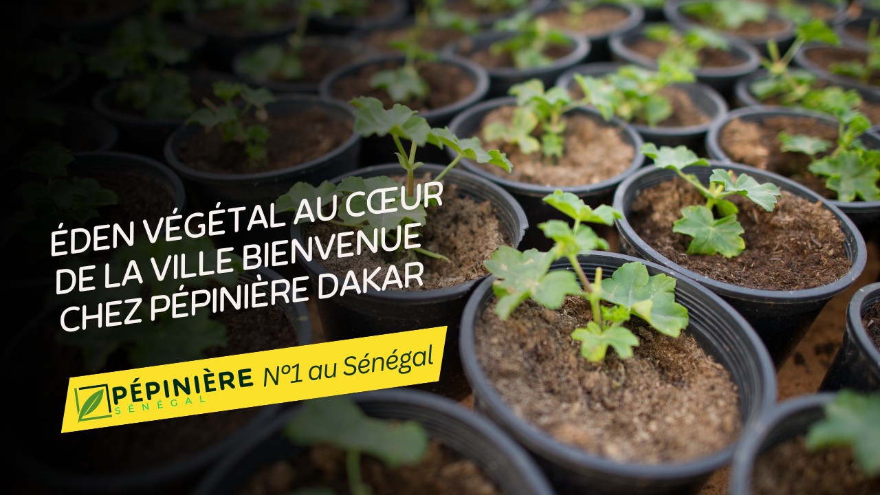 Découvrez la Pépinière Dakar : Un Éden Végétal au Cœur de la Ville