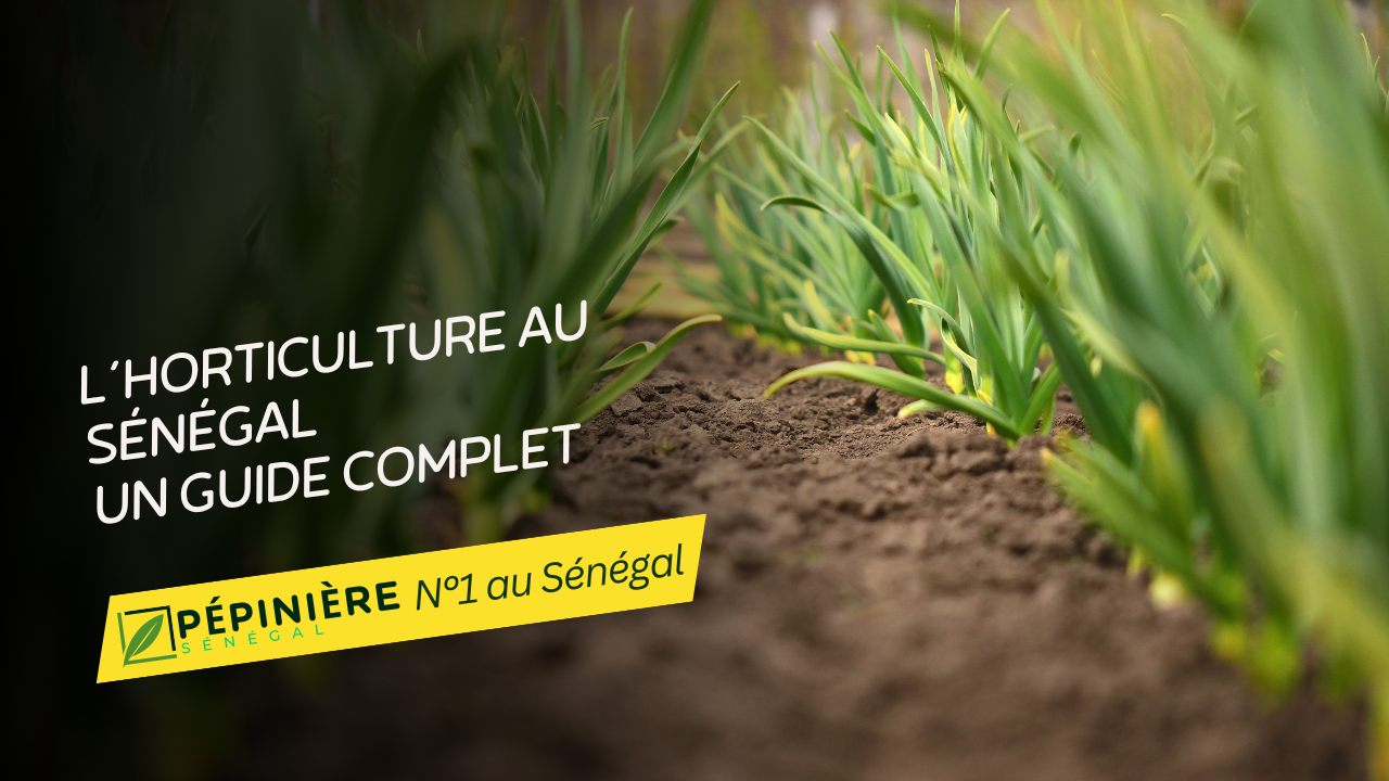 L'Horticulture au Sénégal : Un Guide Complet pour Comprendre, Cultiver et Prospérer