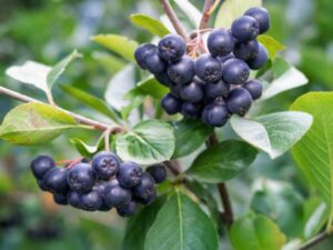 Aronia