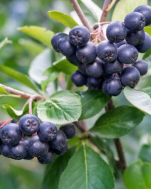 Aronia