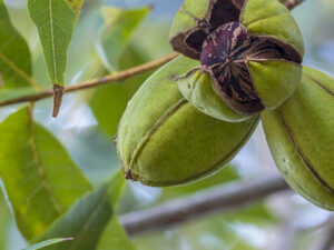 Carya illinoinensis Mohawk - Noix de Pécan - Pacanier