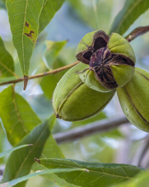 Carya illinoinensis Mohawk - Noix de Pécan - Pacanier