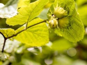 Corylus avellana Aurea - Noisetier doré