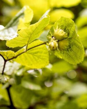 Corylus avellana Aurea - Noisetier doré