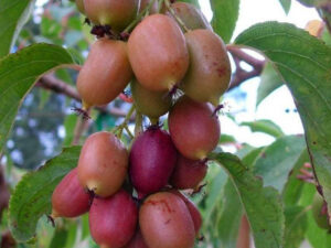 Kiwi arguta Ananasnaya (femelle) - Kiwaï Anna