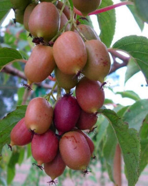 Kiwi arguta Ananasnaya (femelle) - Kiwaï Anna