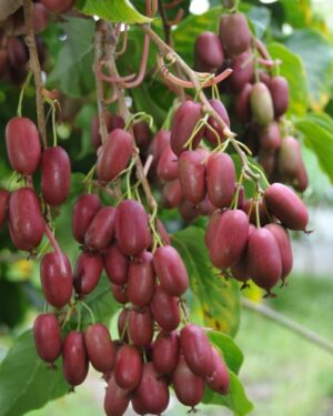 Kiwi arguta Purpurea