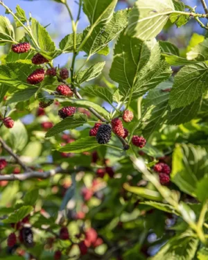 Mûrier hybride Wellington - Morus nigra