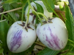 Poire melon