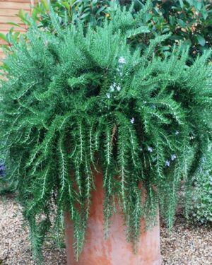 Romarin Pointe du Raz