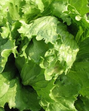 Salade batavia Iceberg