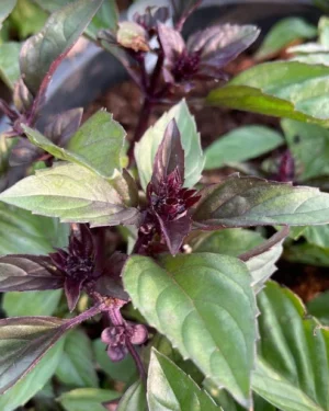 Le Basilic Cannelle : Une Plante Aromatique Indispensable pour Votre Jardin