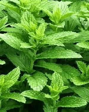 Menthe poivrée