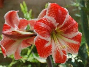 Pourquoi choisir l'Amaryllis pour votre jardin à Dakar ? 🌸