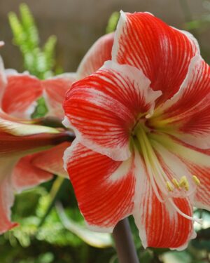 Pourquoi choisir l'Amaryllis pour votre jardin à Dakar ? 🌸