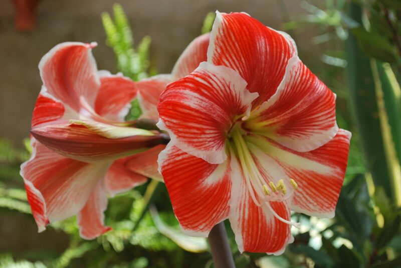 Pourquoi choisir l'Amaryllis pour votre jardin à Dakar ? 🌸