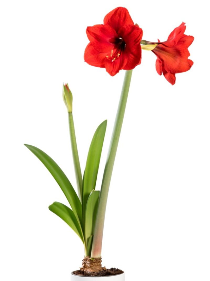 Amaryllis