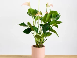 Anthurium