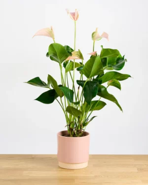 Anthurium