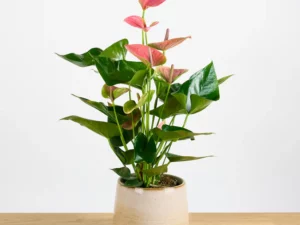 Anthurium Pink Champion