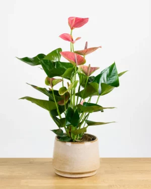 Anthurium Pink Champion