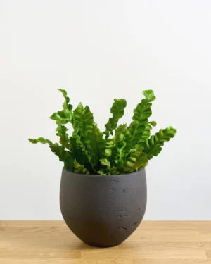 Asplenium nidus Vague croustillante