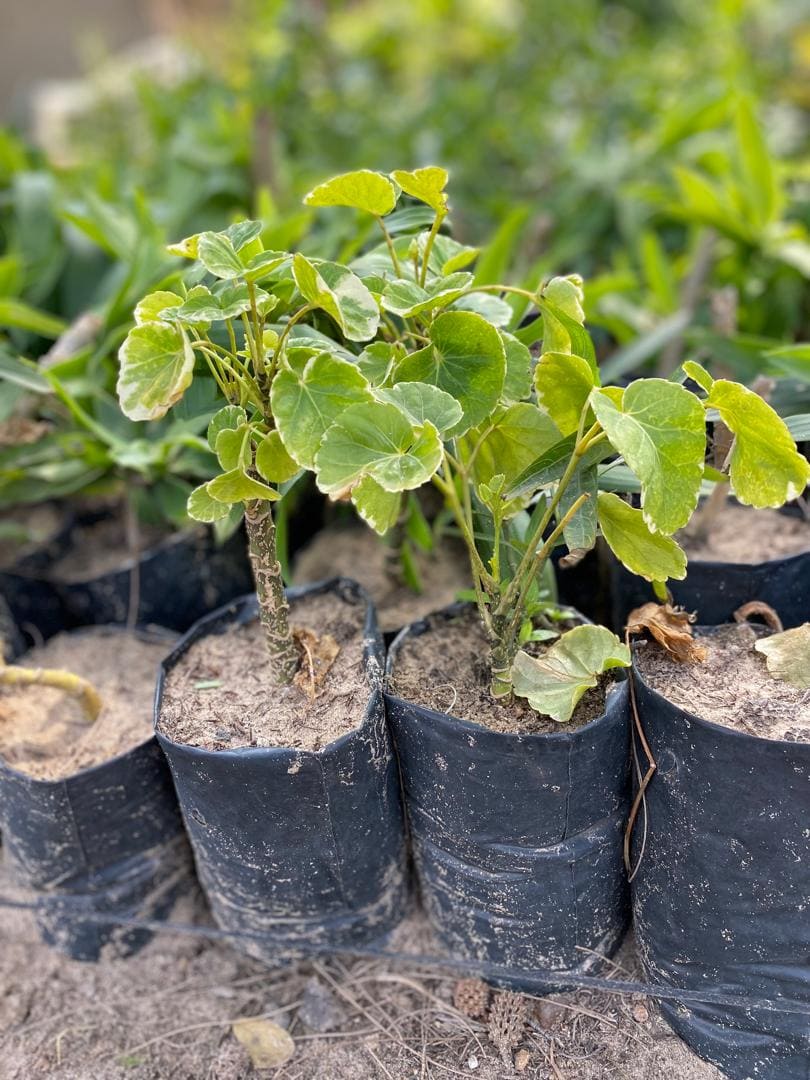 Polyscias Scutellaria Fabian