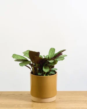 Ctenanthe burle-marxii Amagris