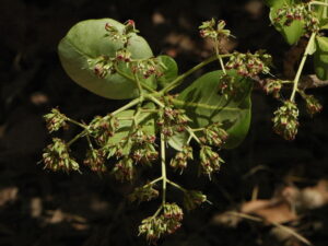 Ditakh (Detarium senegalense)