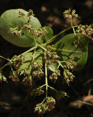 Ditakh (Detarium senegalense)