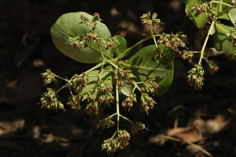 Ditakh (Detarium senegalense)