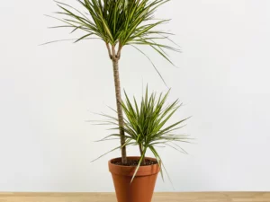 Dracaena