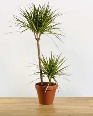 Dracaena