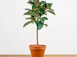 Ficus Robusta sur tige