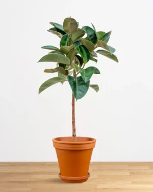 Ficus Robusta sur tige