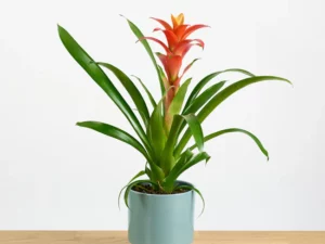 Guzmania Calypso