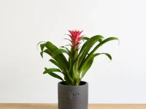 Guzmania Hope