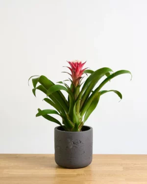 Guzmania Hope