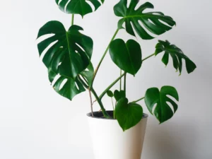 Monstera