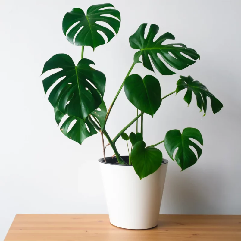 Monstera