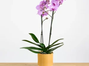 Phalaenopsis