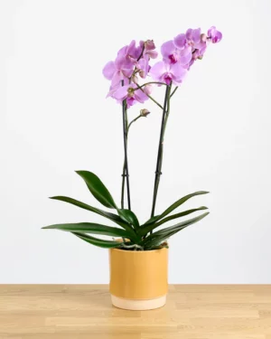 Phalaenopsis